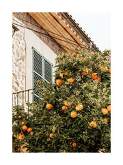 Oranges In Garden Print