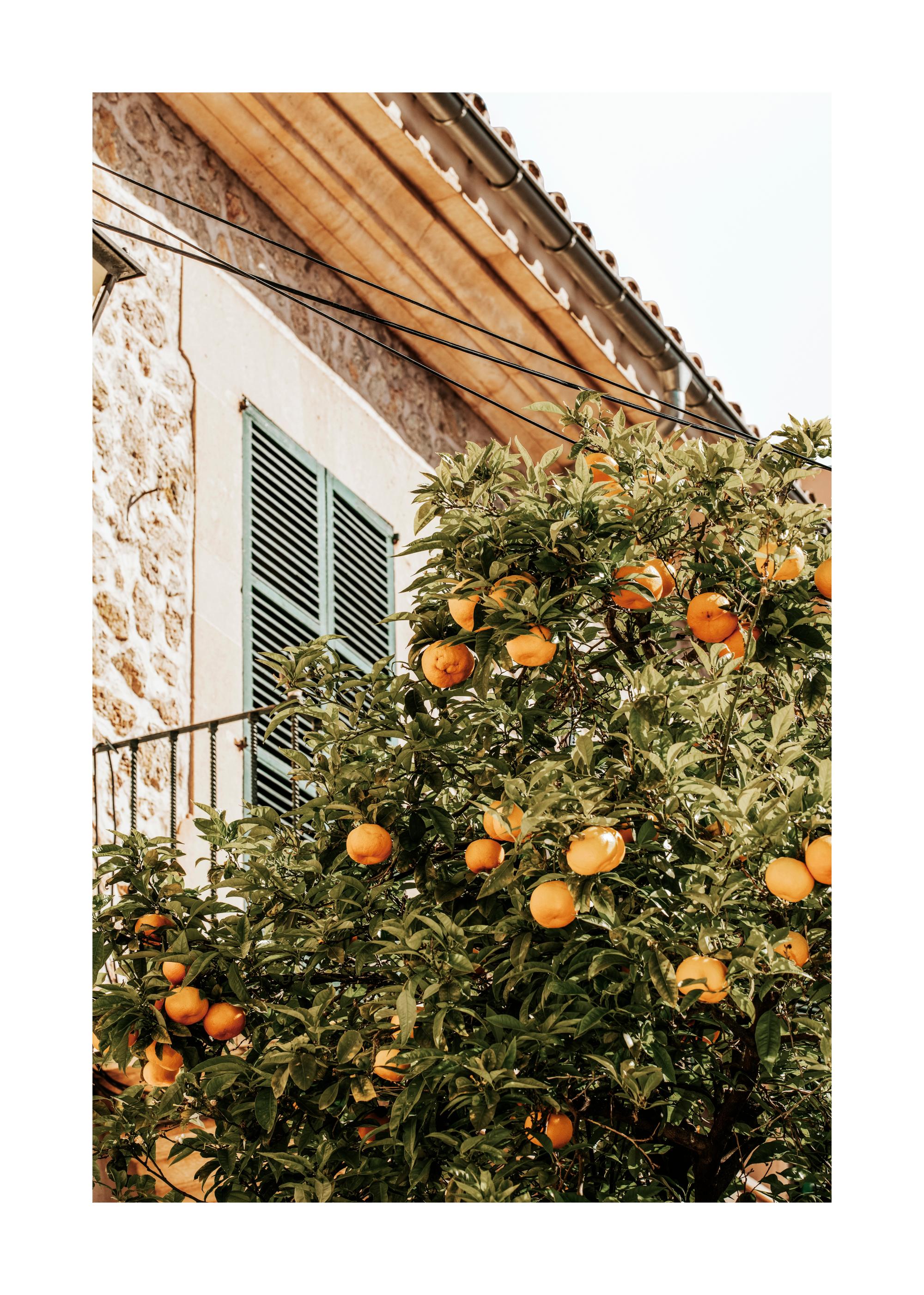 Oranges In Garden Print