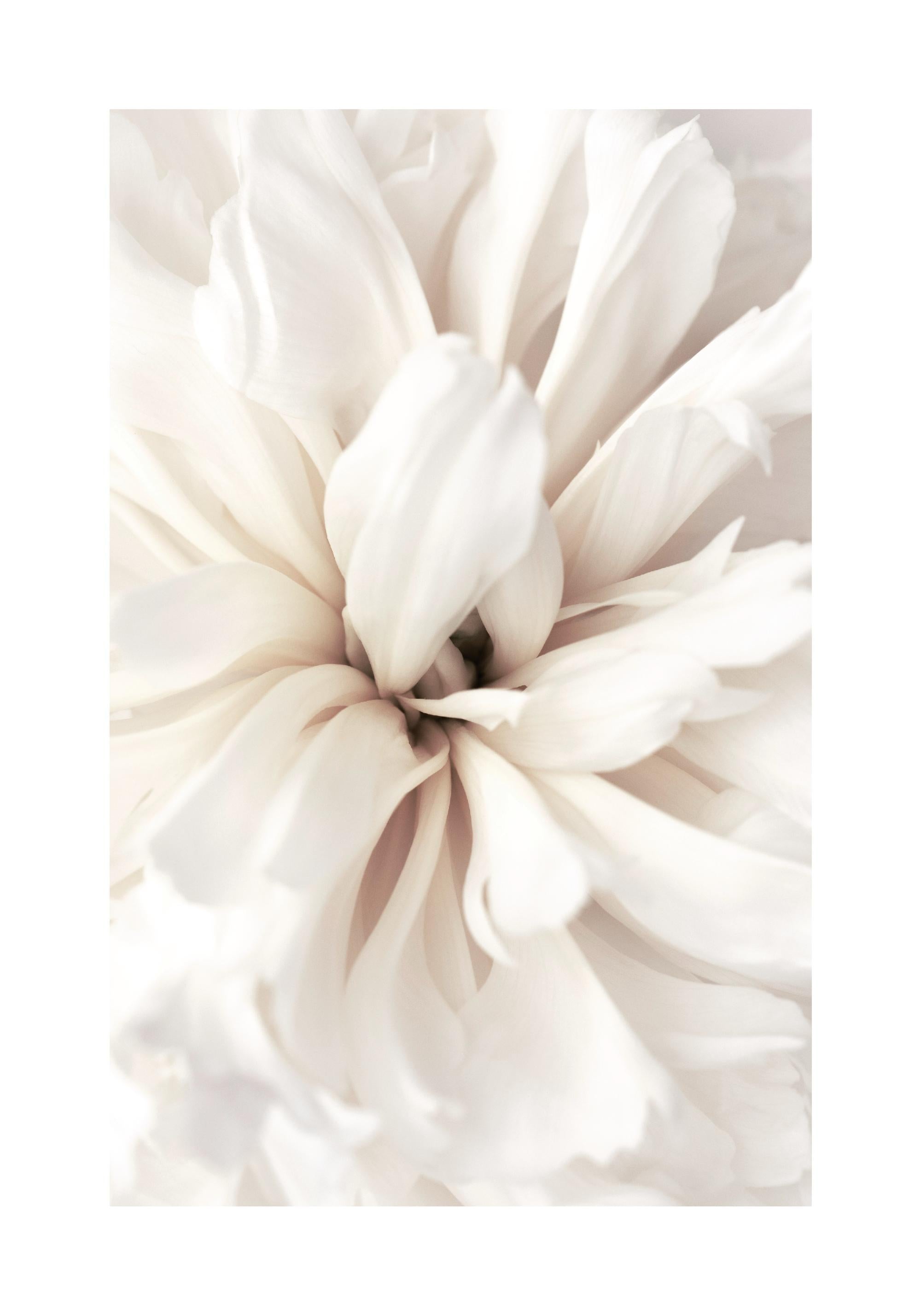 Close Up Blossom Print