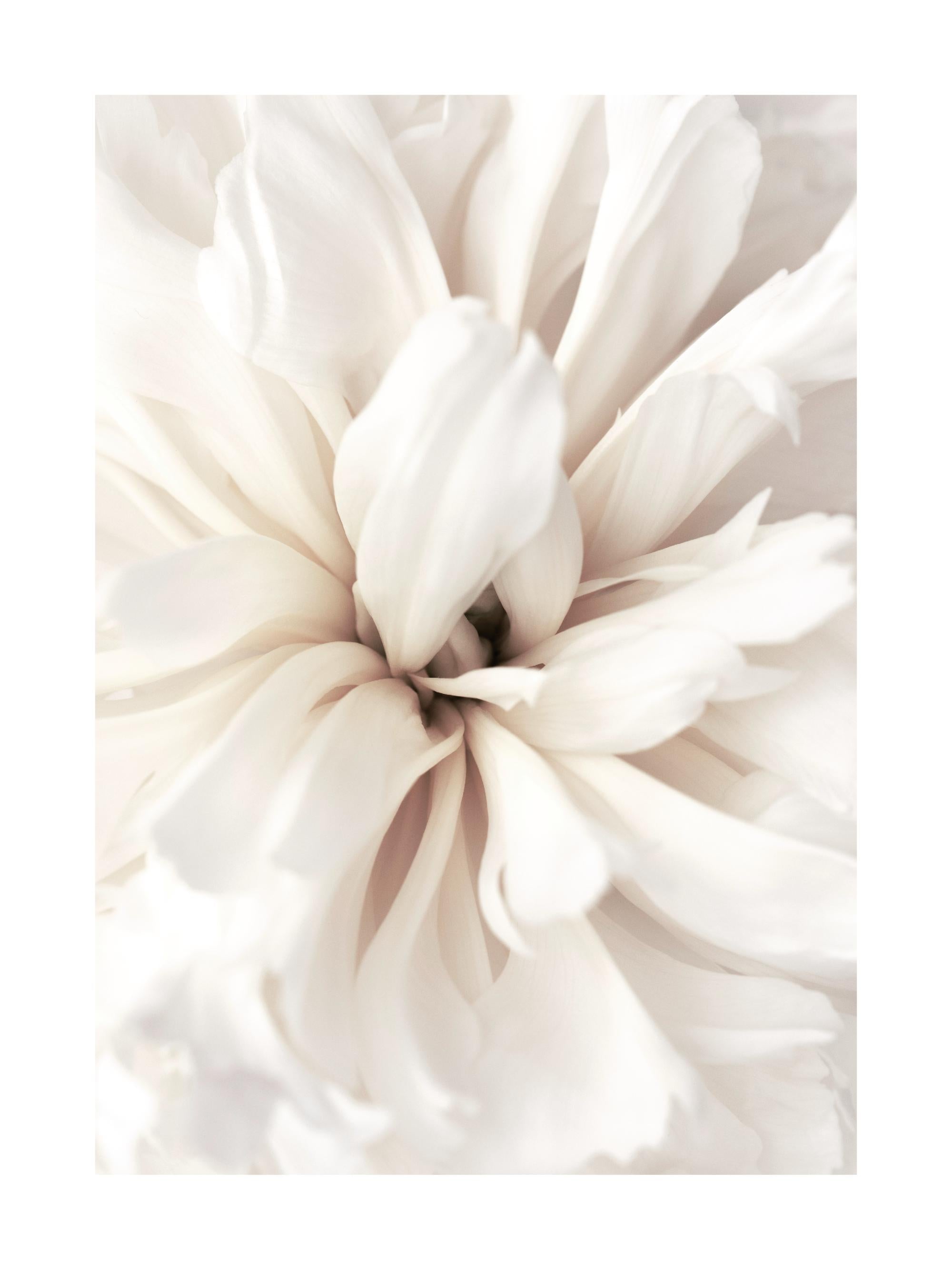 Close Up Blossom Print