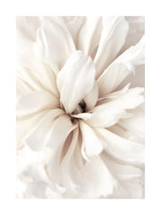 Close Up Blossom Print