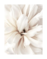 Close Up Blossom Print