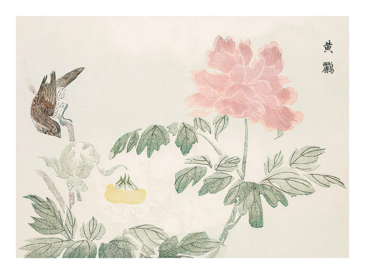 Chinese Peony Print