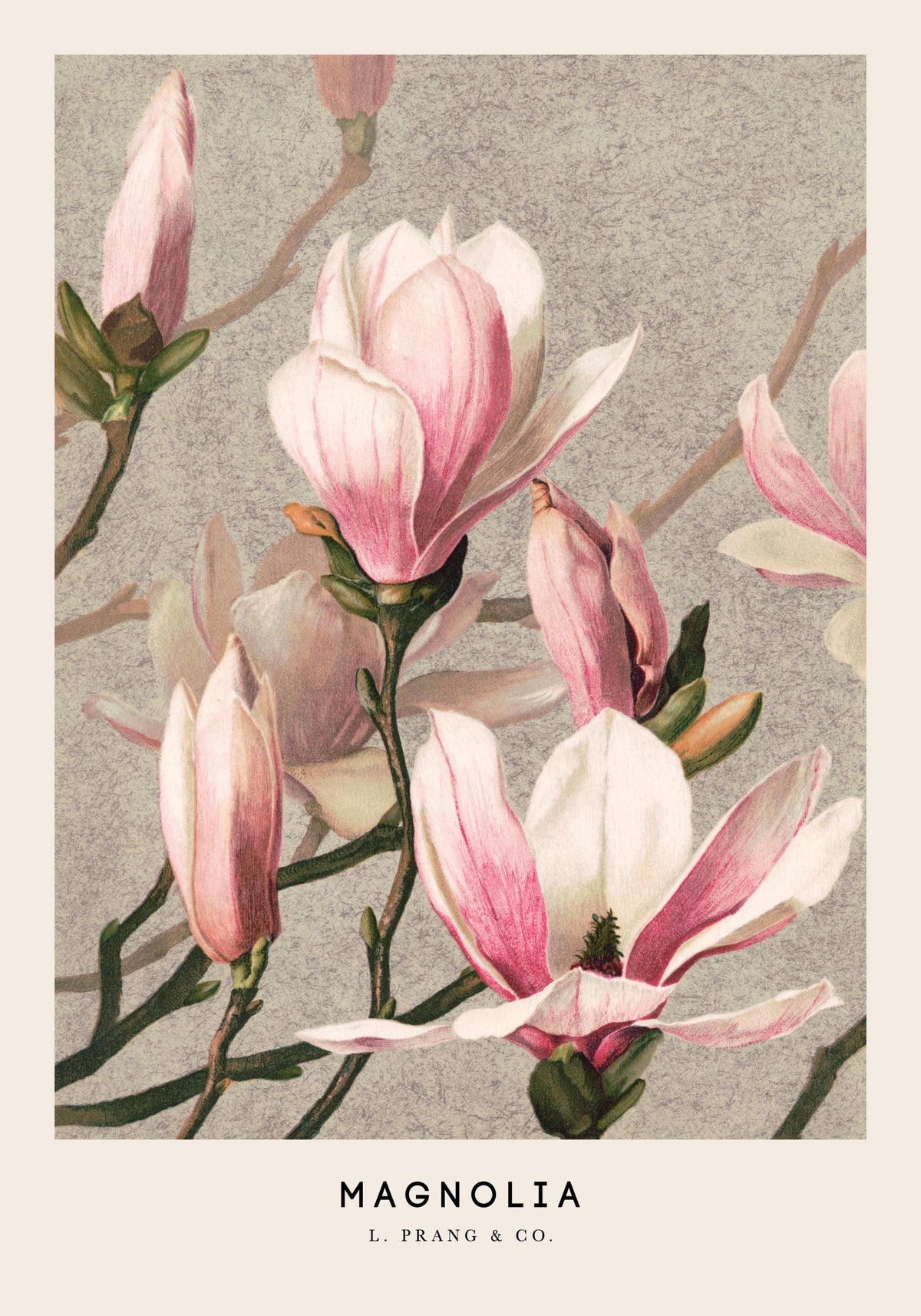 L. Prang & Co. - Magnolia Print