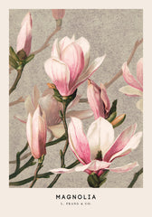 L. Prang & Co. - Magnolia Print