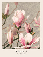 L. Prang & Co. - Magnolia Print