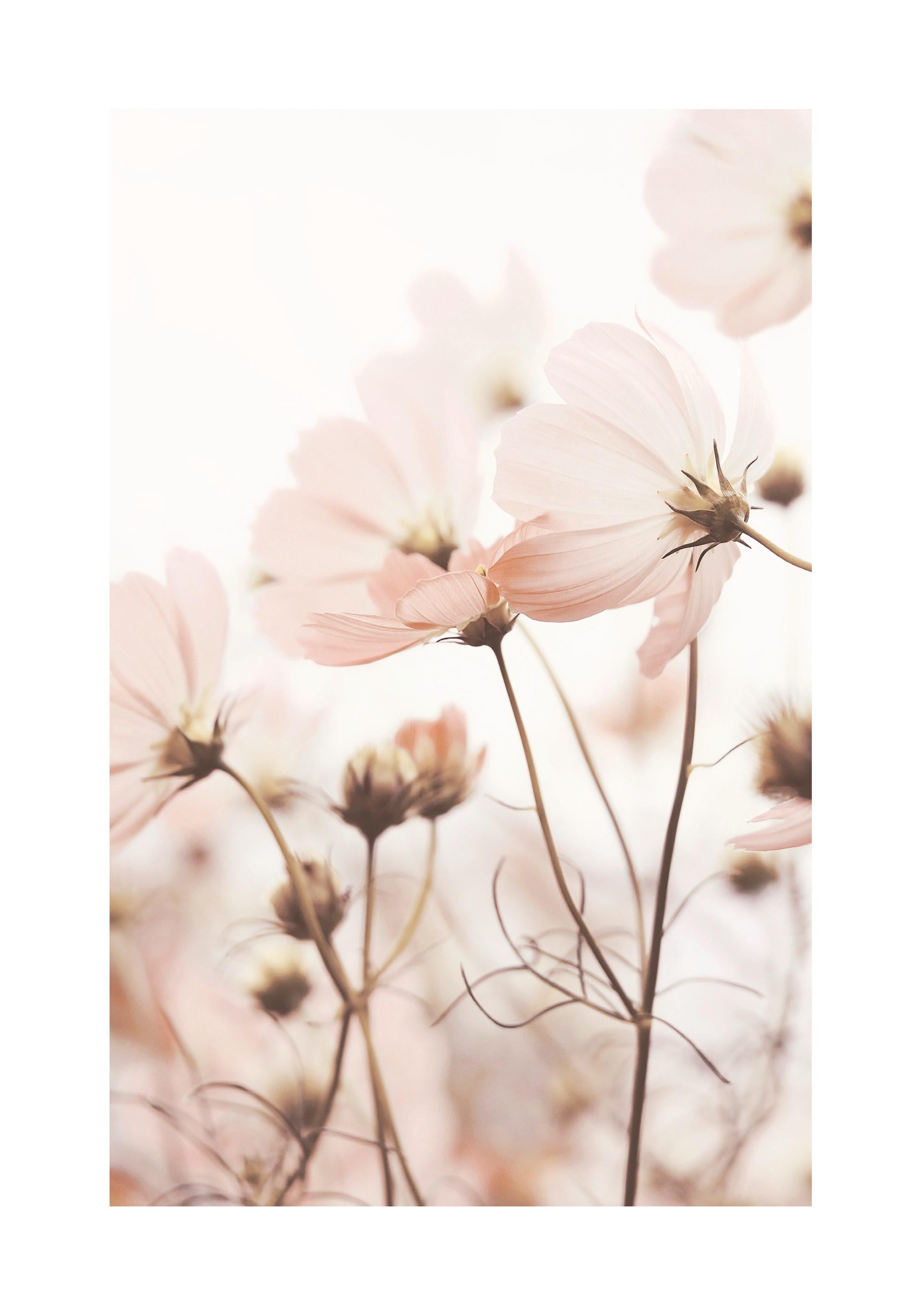 Pink Cosmos Flowers Print