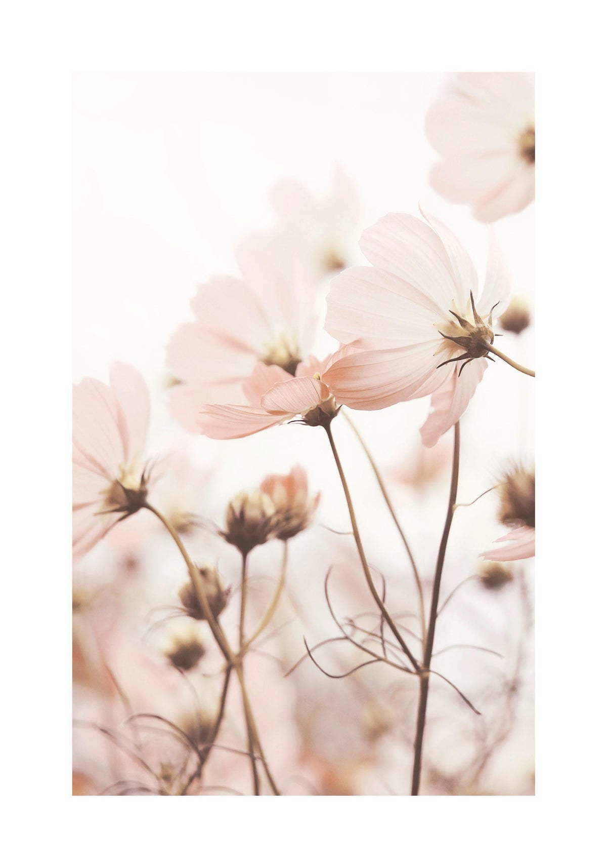 Pink Cosmos Flowers Print