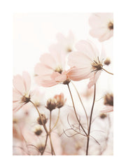 Pink Cosmos Flowers Print