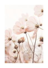 Pink Cosmos Flowers Print