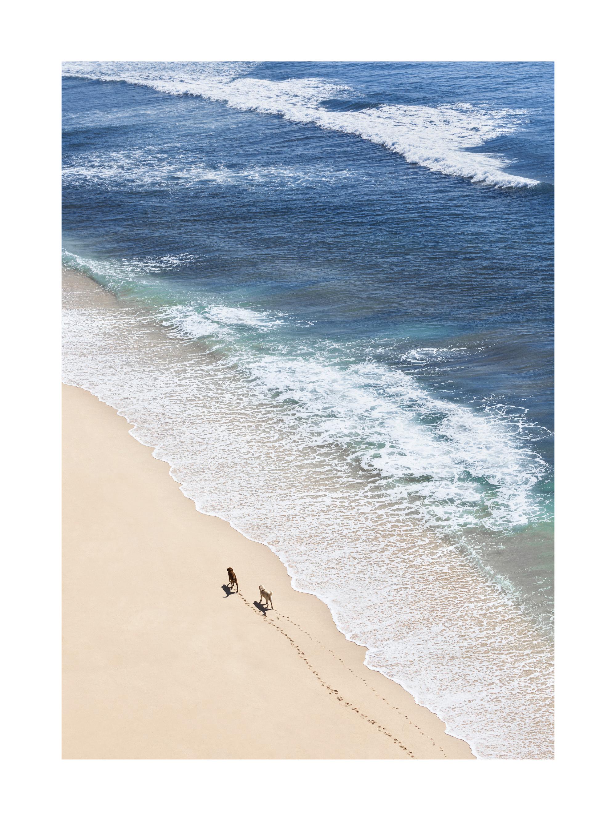 Dogs on Beach Print