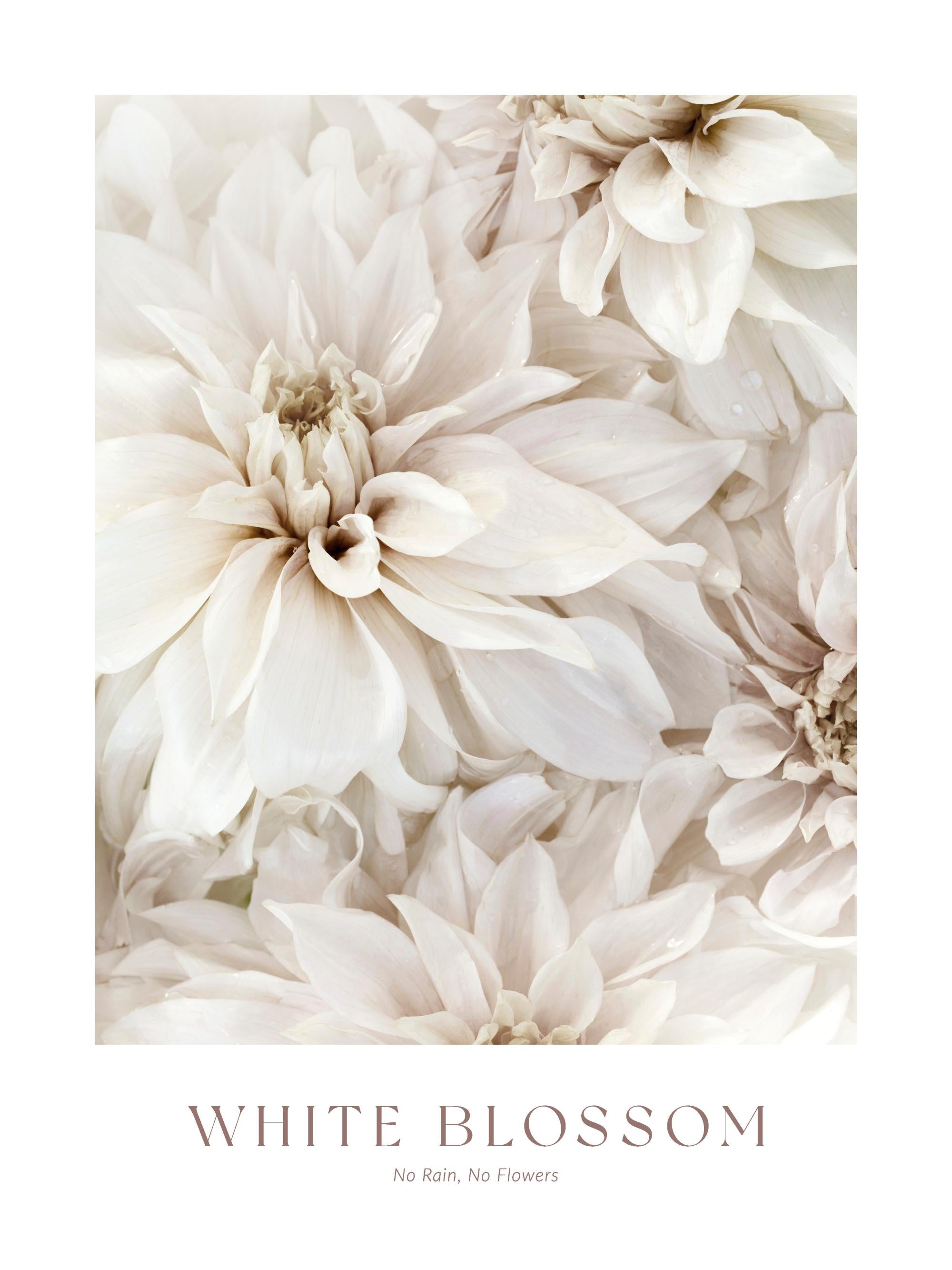 White Blossom No2 Print