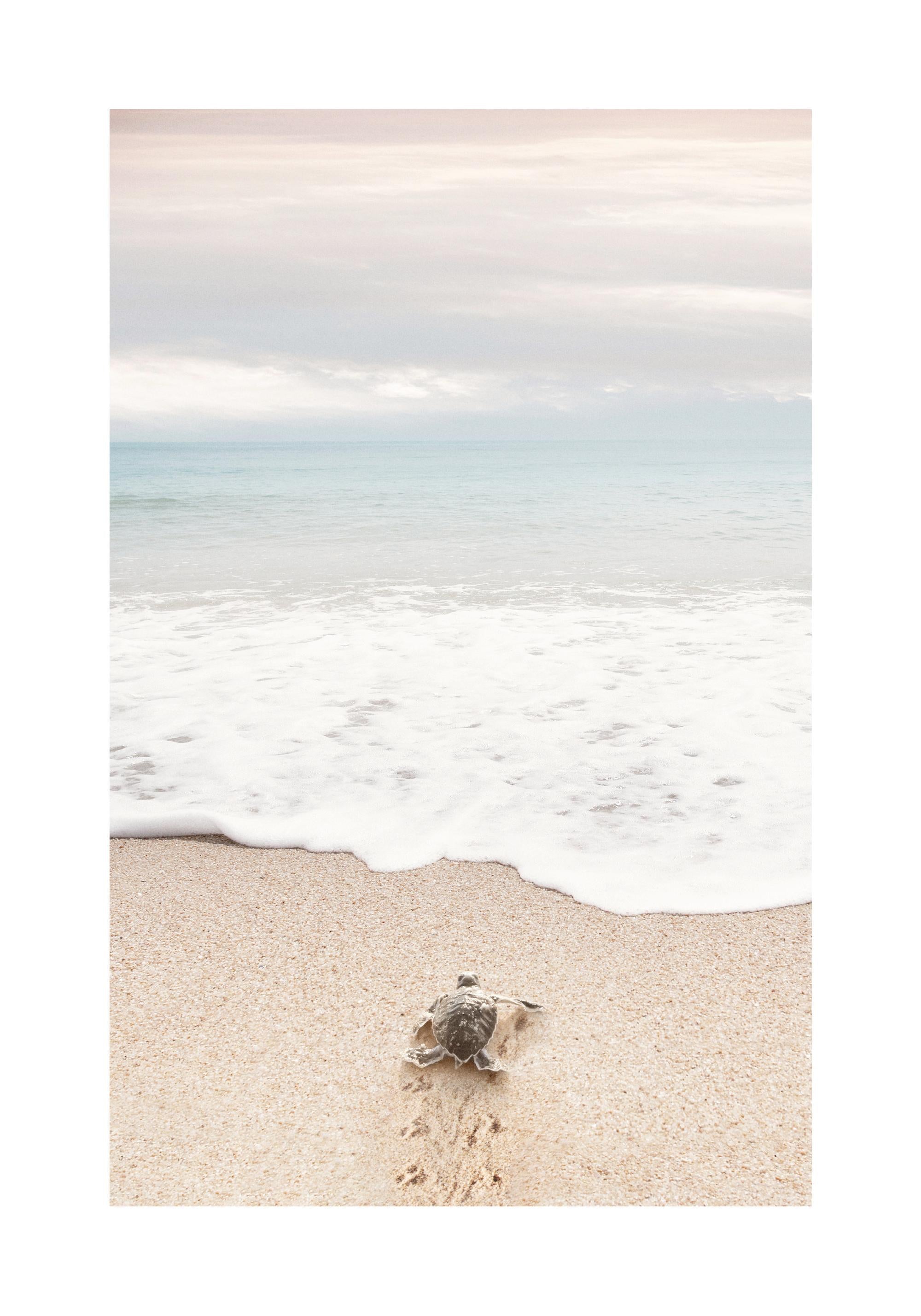 Turtle on the Beach Print