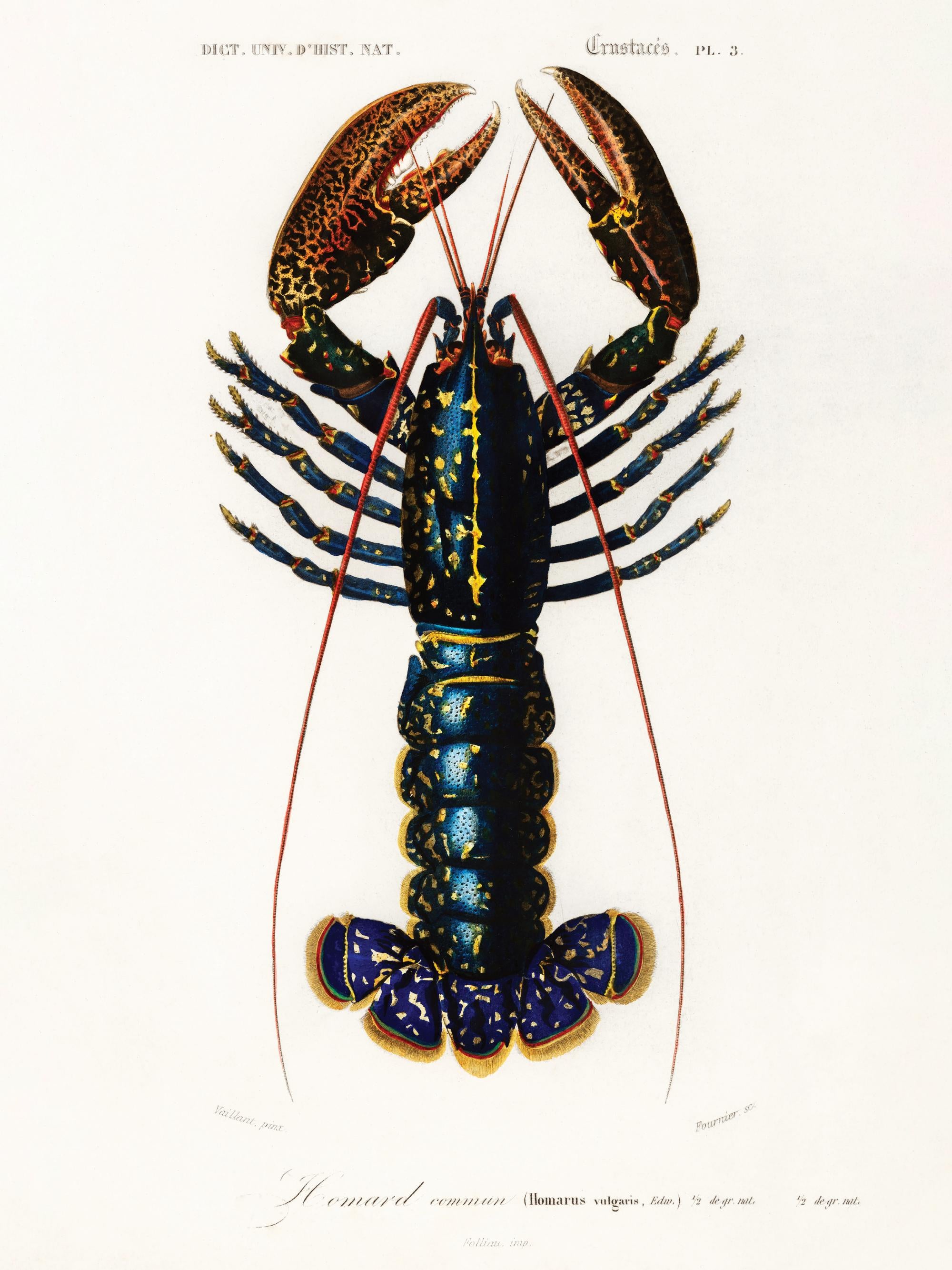 Vintage Lobster Print