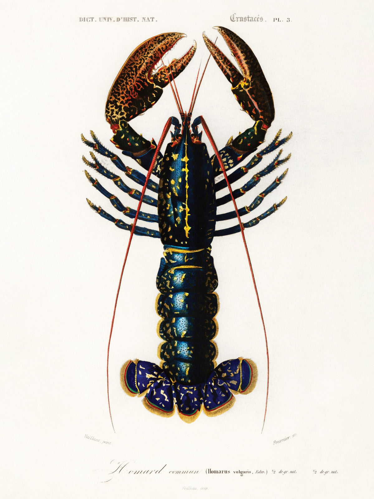 Vintage Lobster Print