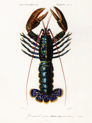Vintage Lobster Print