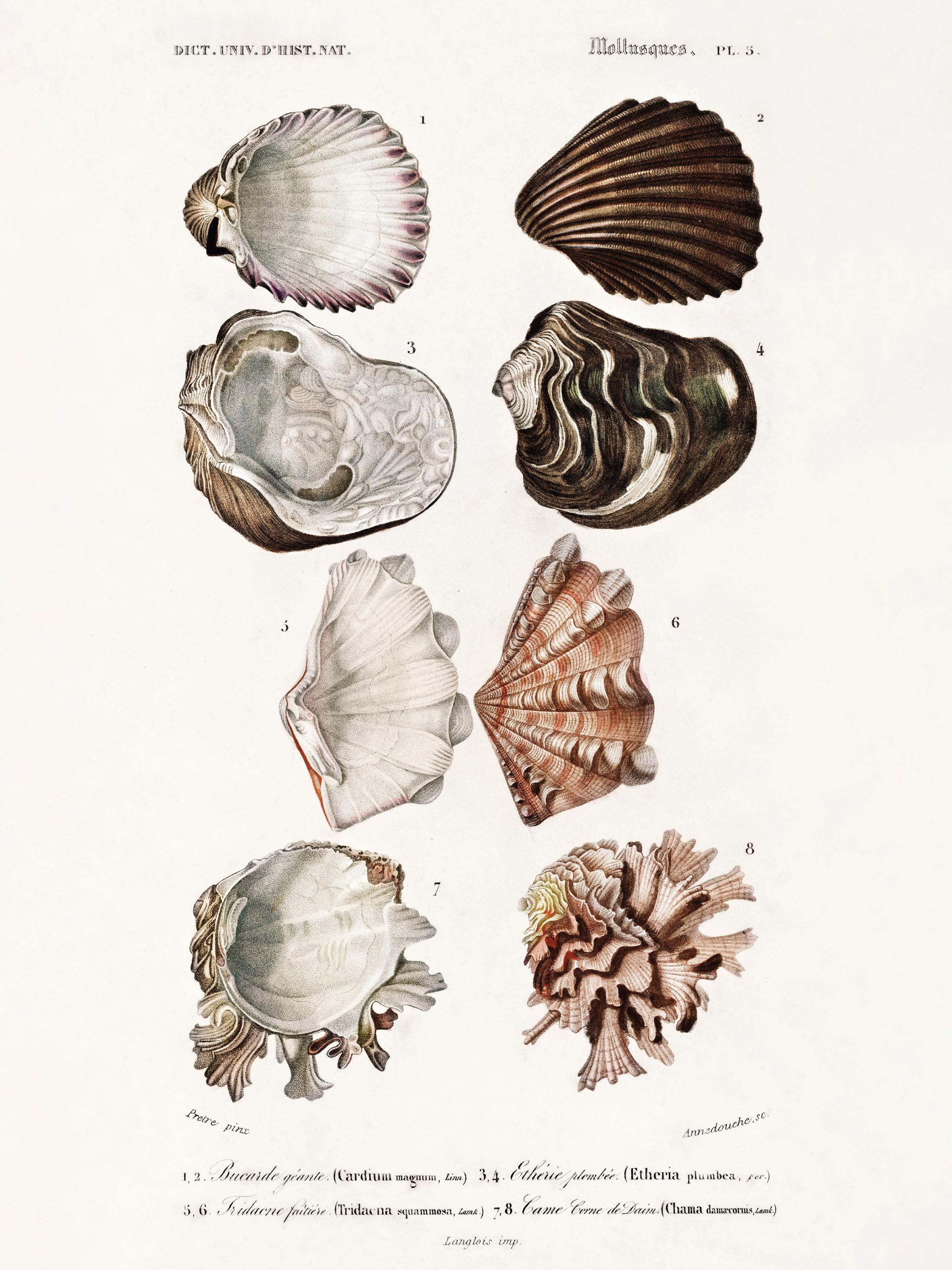 Vintage Shells Print