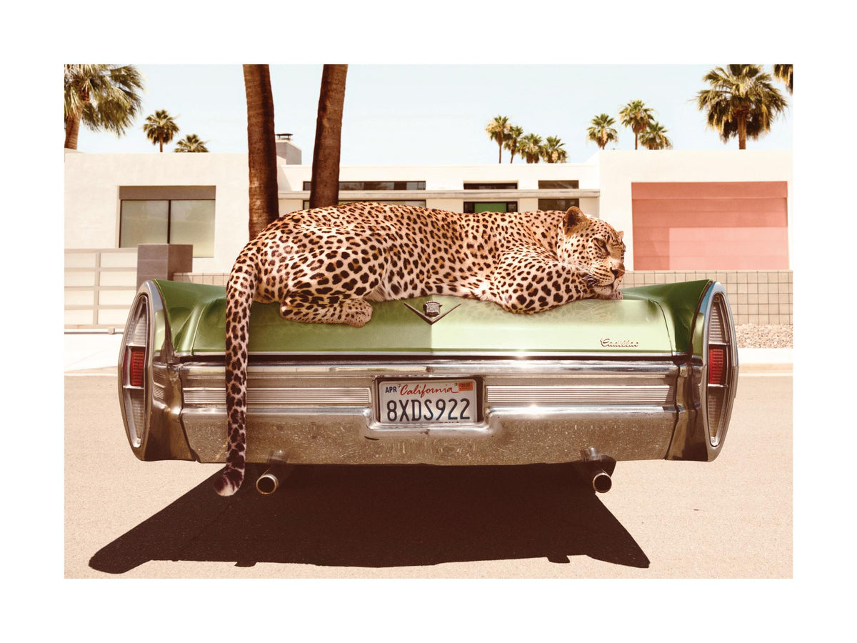 Chilling Leopard Print