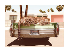 Chilling Leopard Print