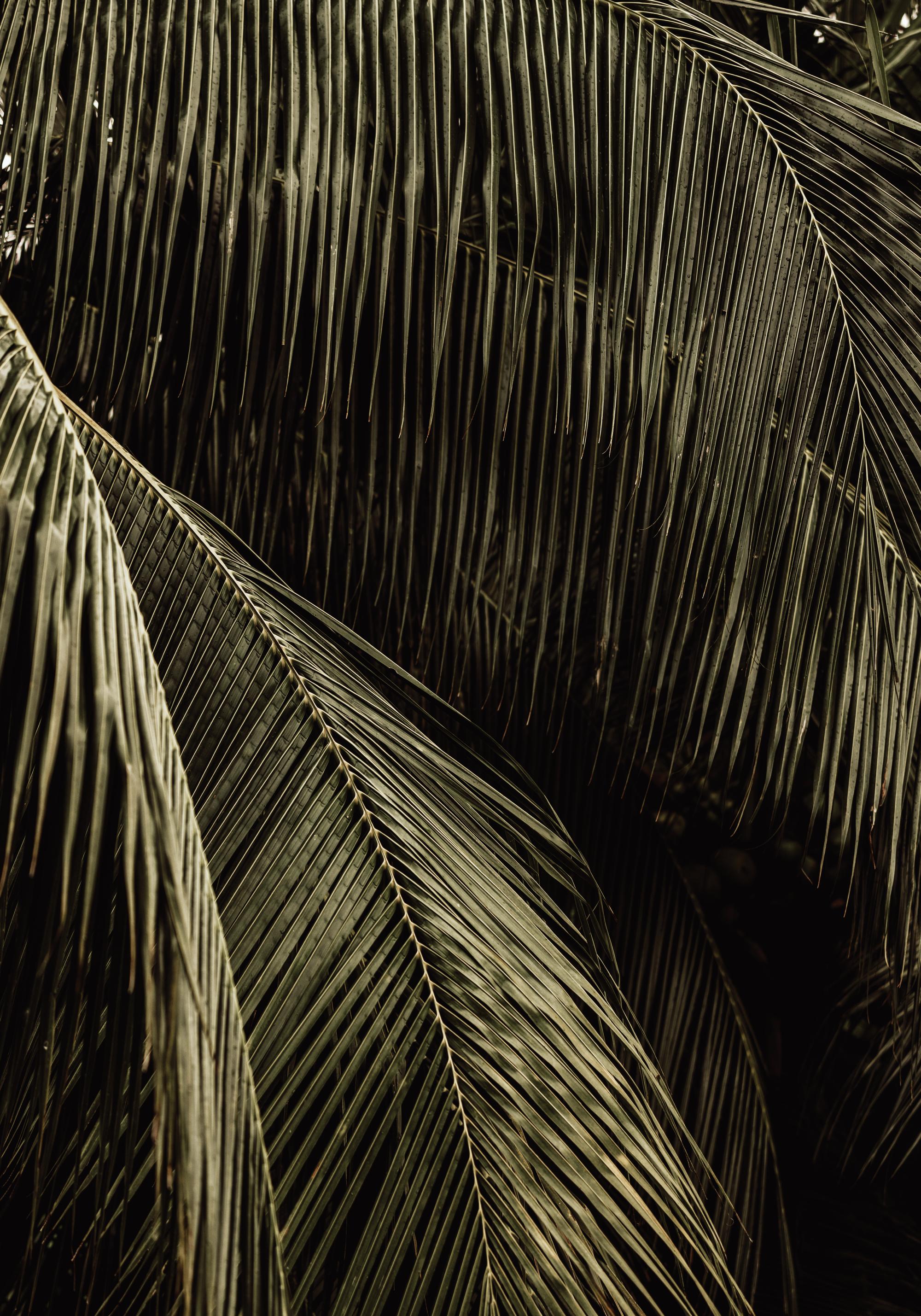 Palm Reverie Print
