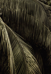 Palm Reverie Print