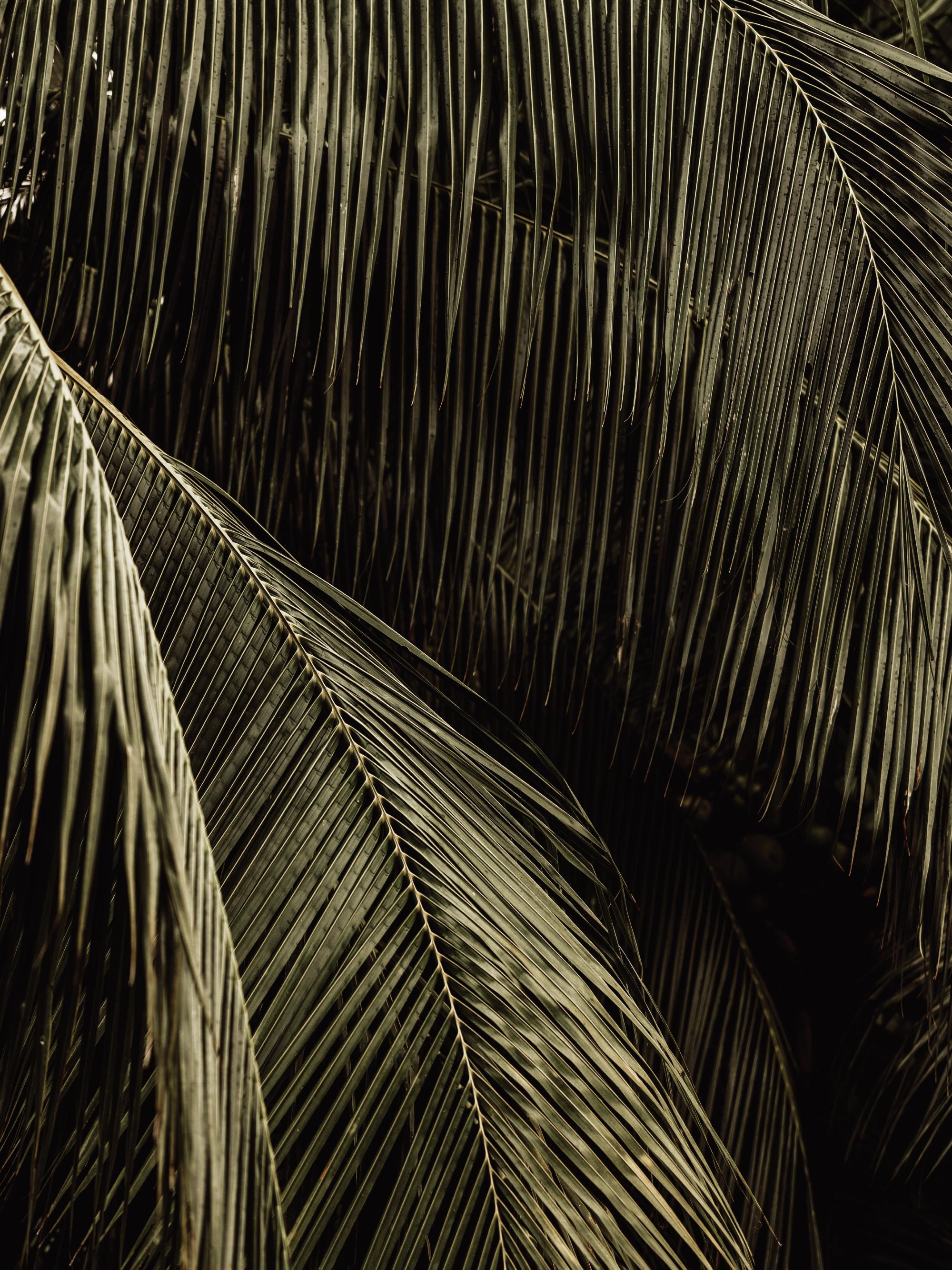 Palm Reverie Print