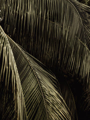 Palm Reverie Print