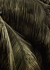 Palm Reverie Print