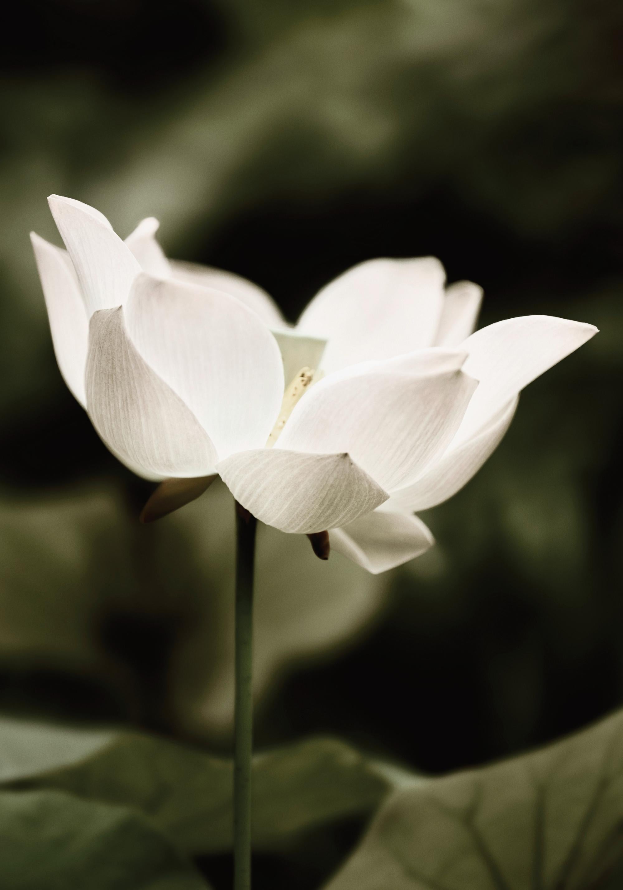 Symbol of Peace Print