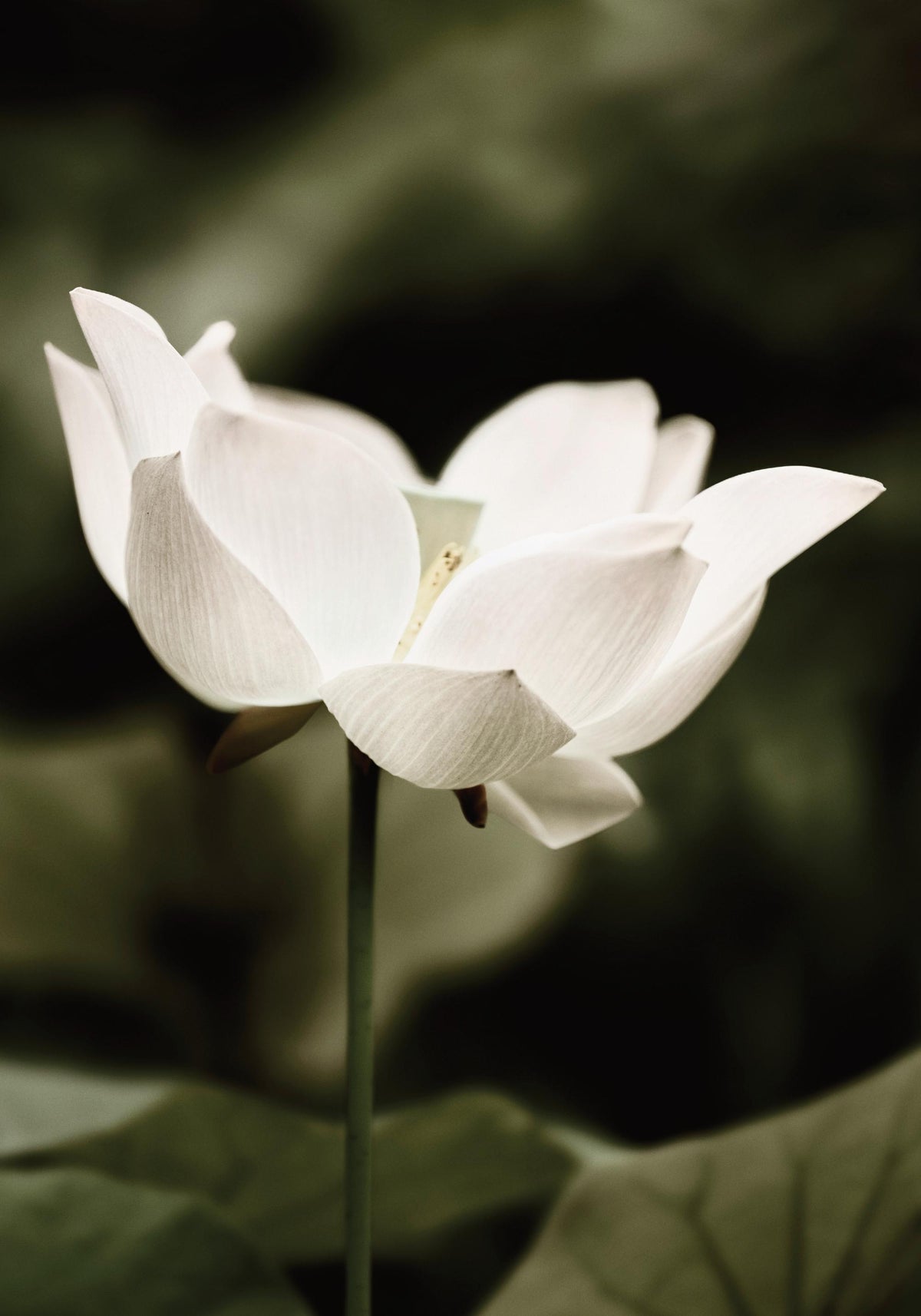 Symbol of Peace Print