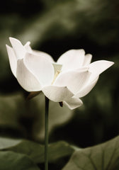 Symbol of Peace Print
