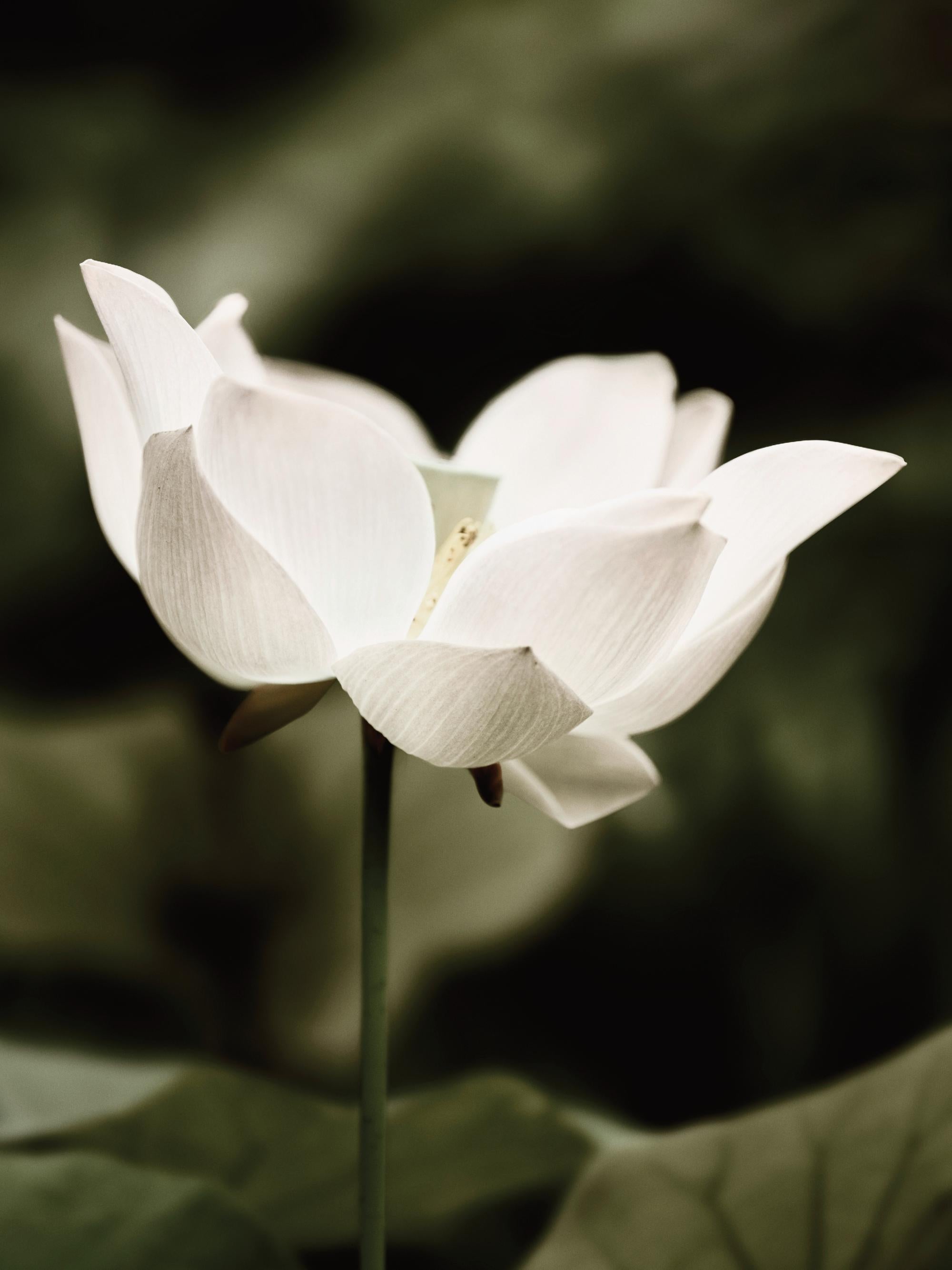 Symbol of Peace Print
