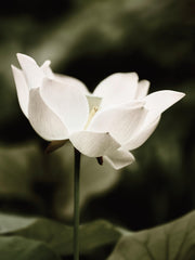 Symbol of Peace Print