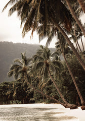 Tropical Embrace Print