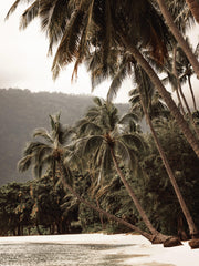 Tropical Embrace Print