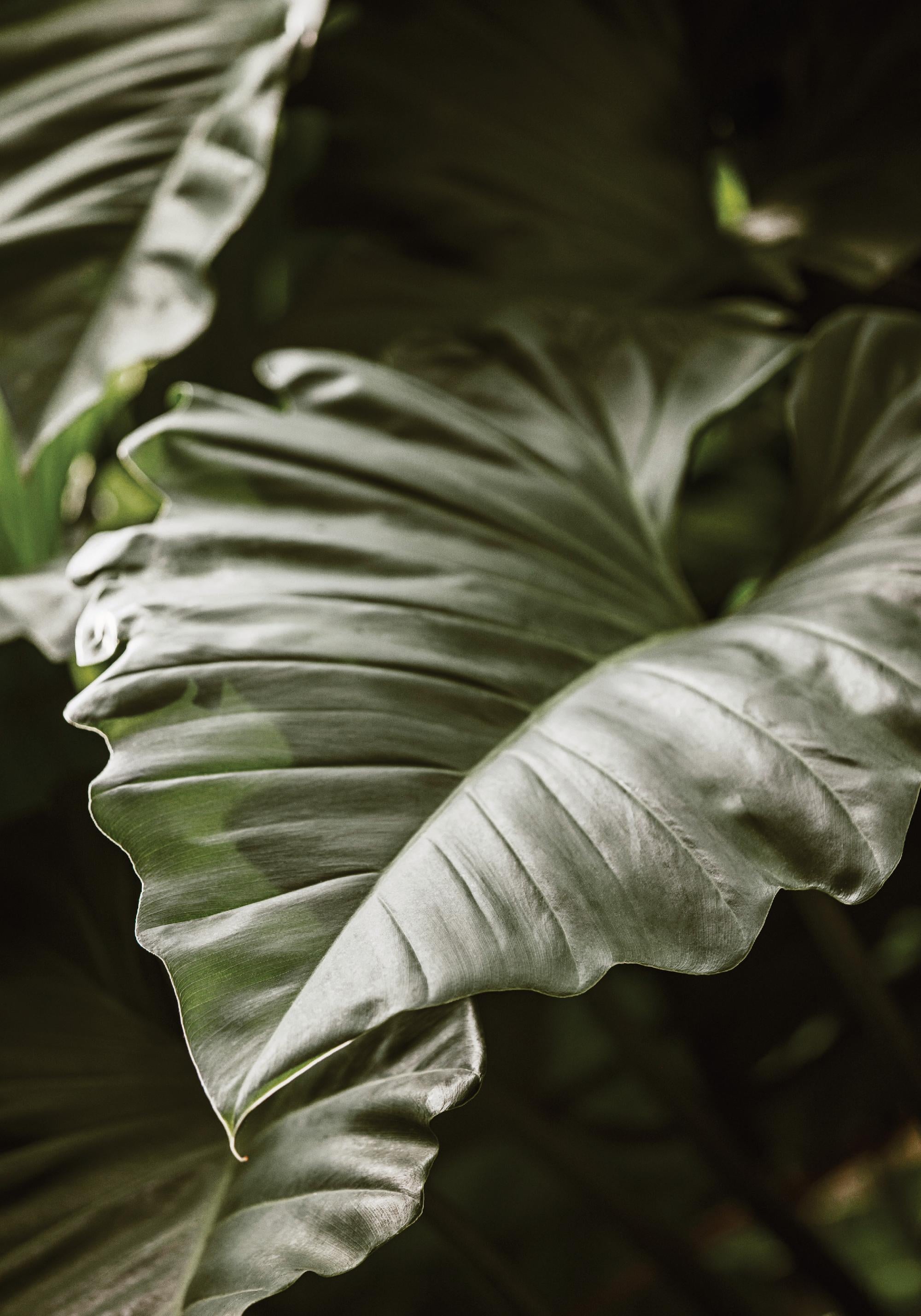 Green Serenity Print