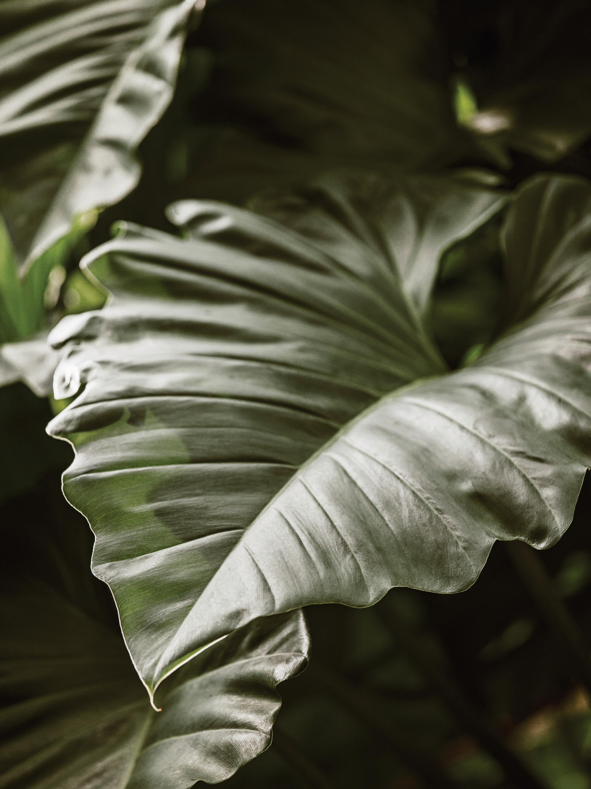 Green Serenity Print