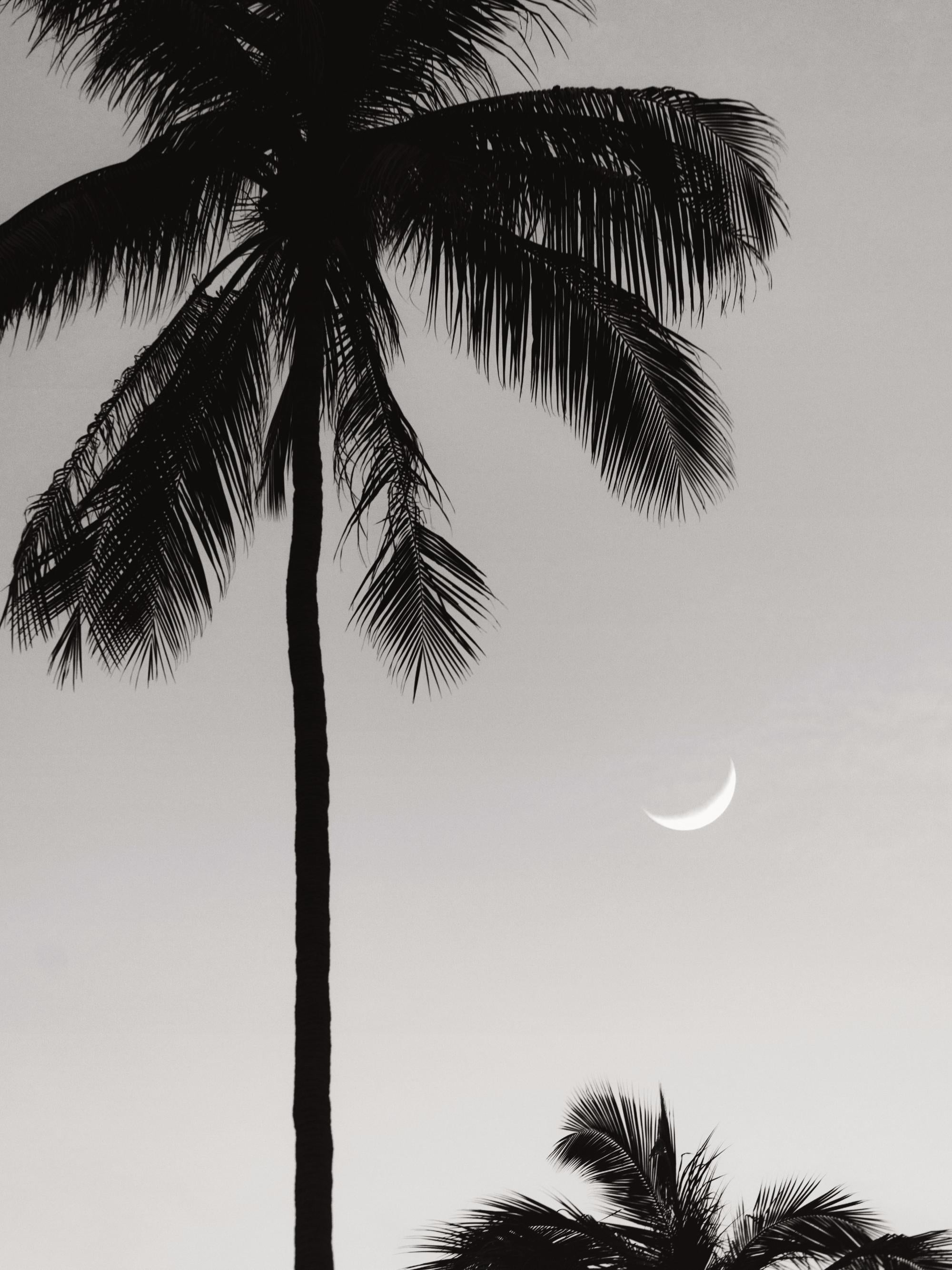 Moonlit Palms Print