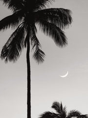 Moonlit Palms Print