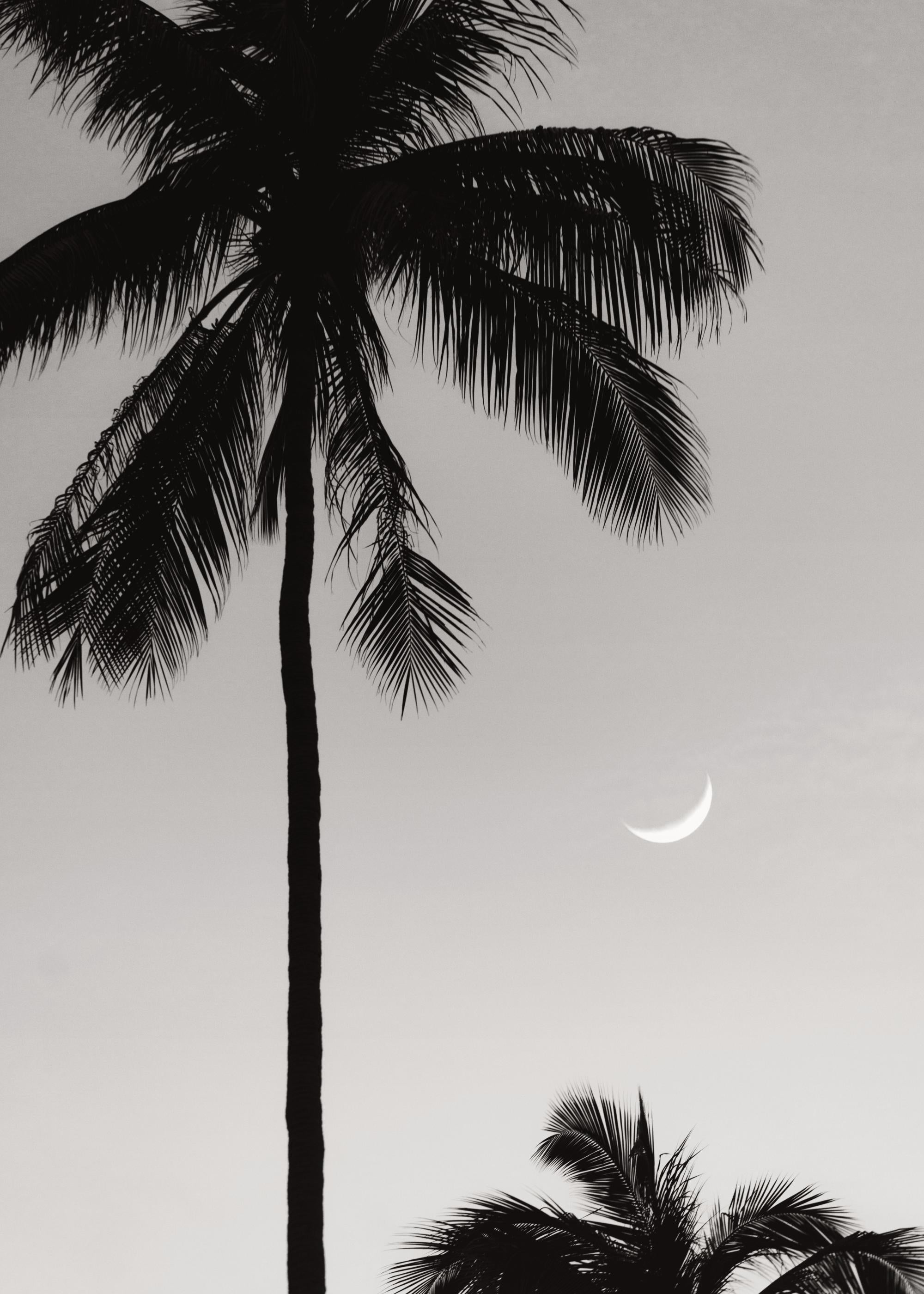 Moonlit Palms Print