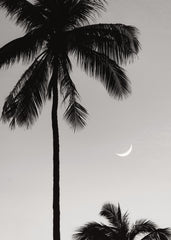 Moonlit Palms Print