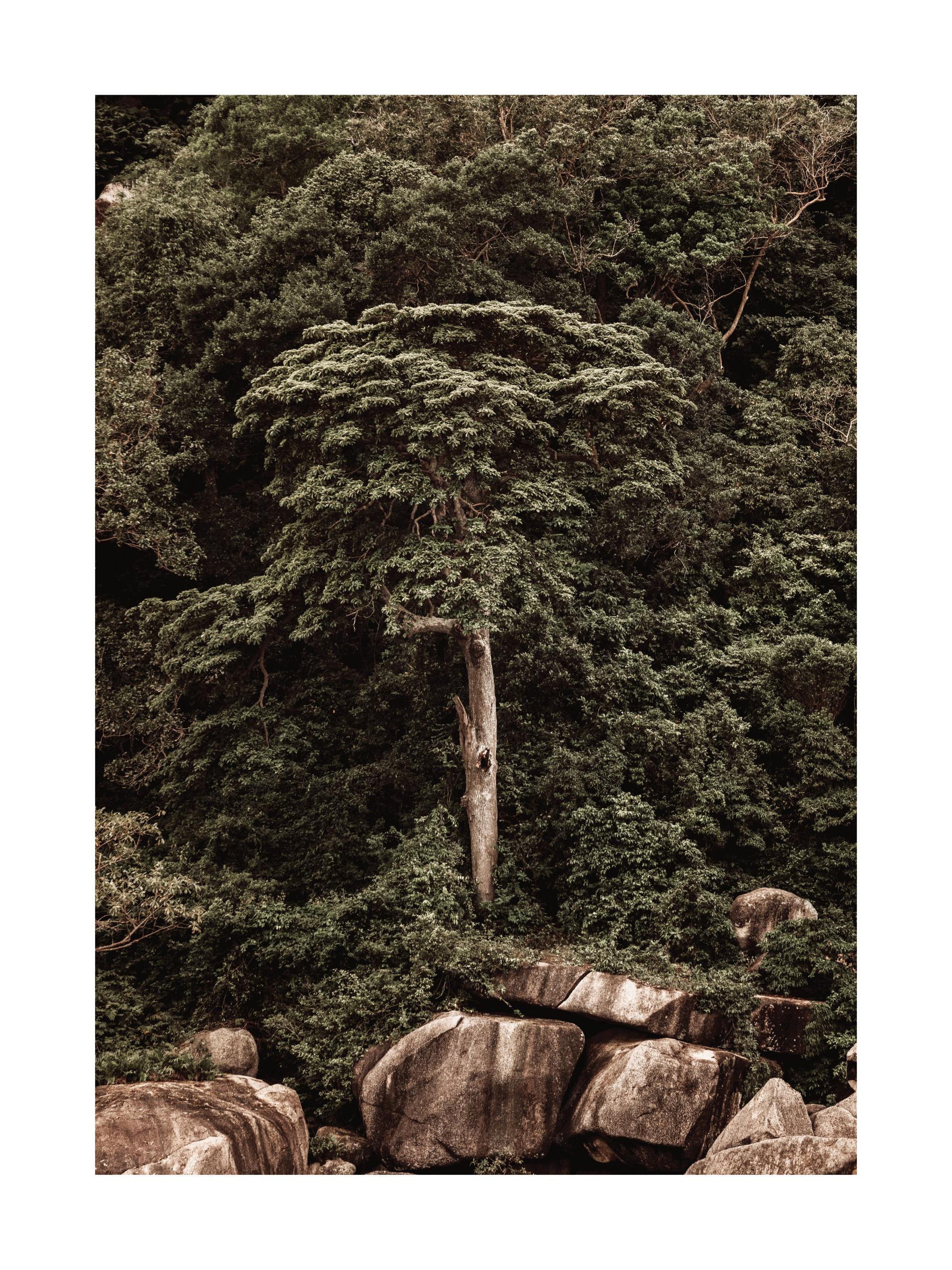 Roots of the Earth Print