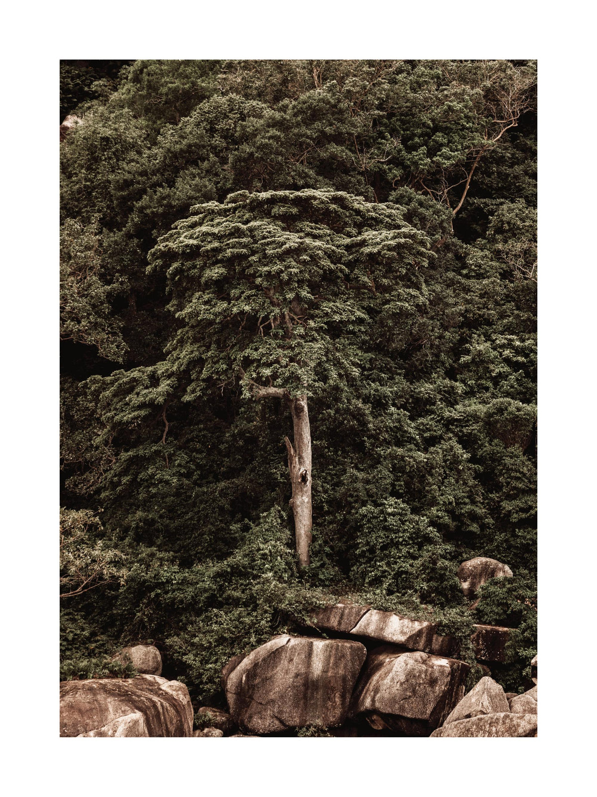Roots of the Earth Print
