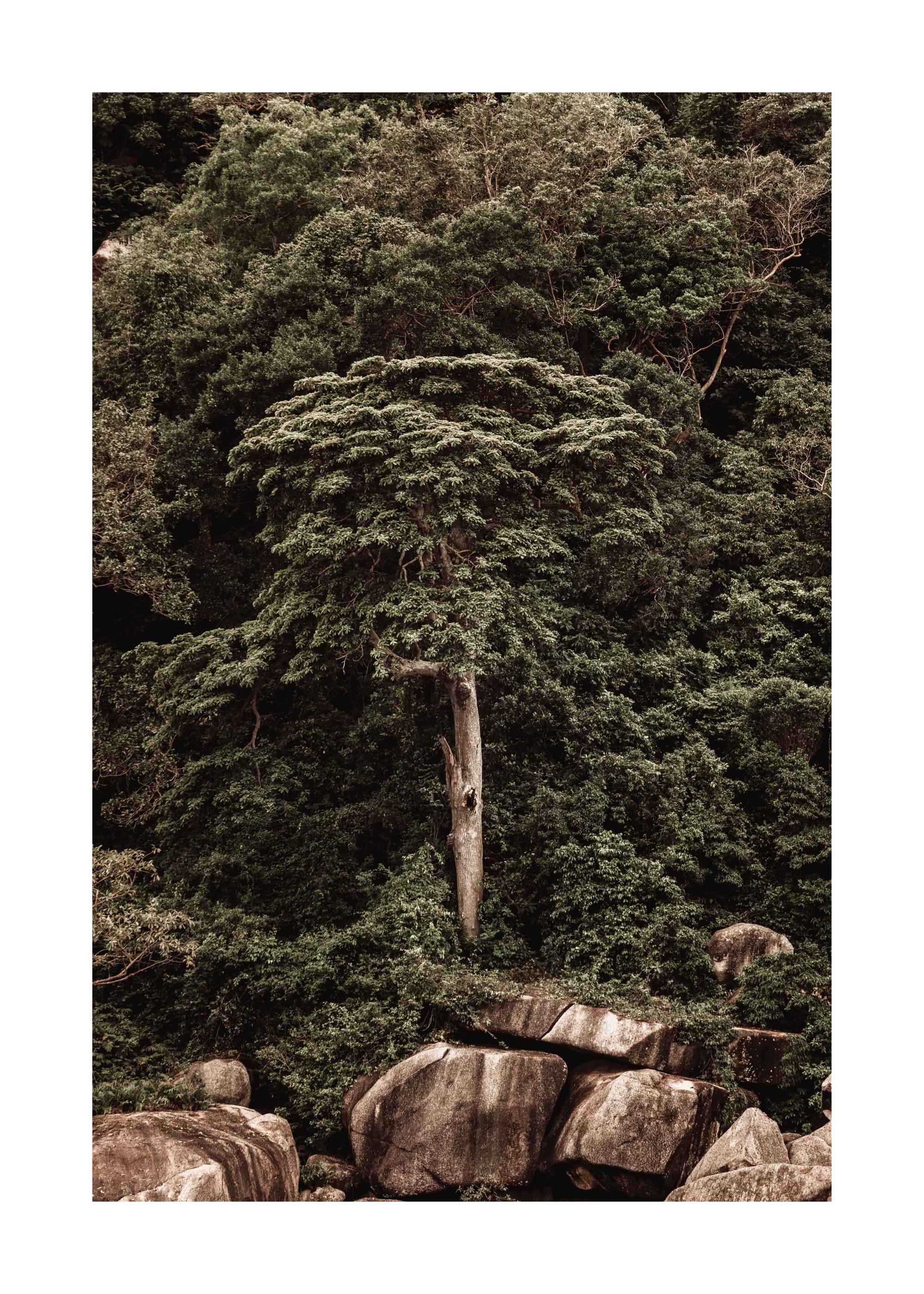 Roots of the Earth Print