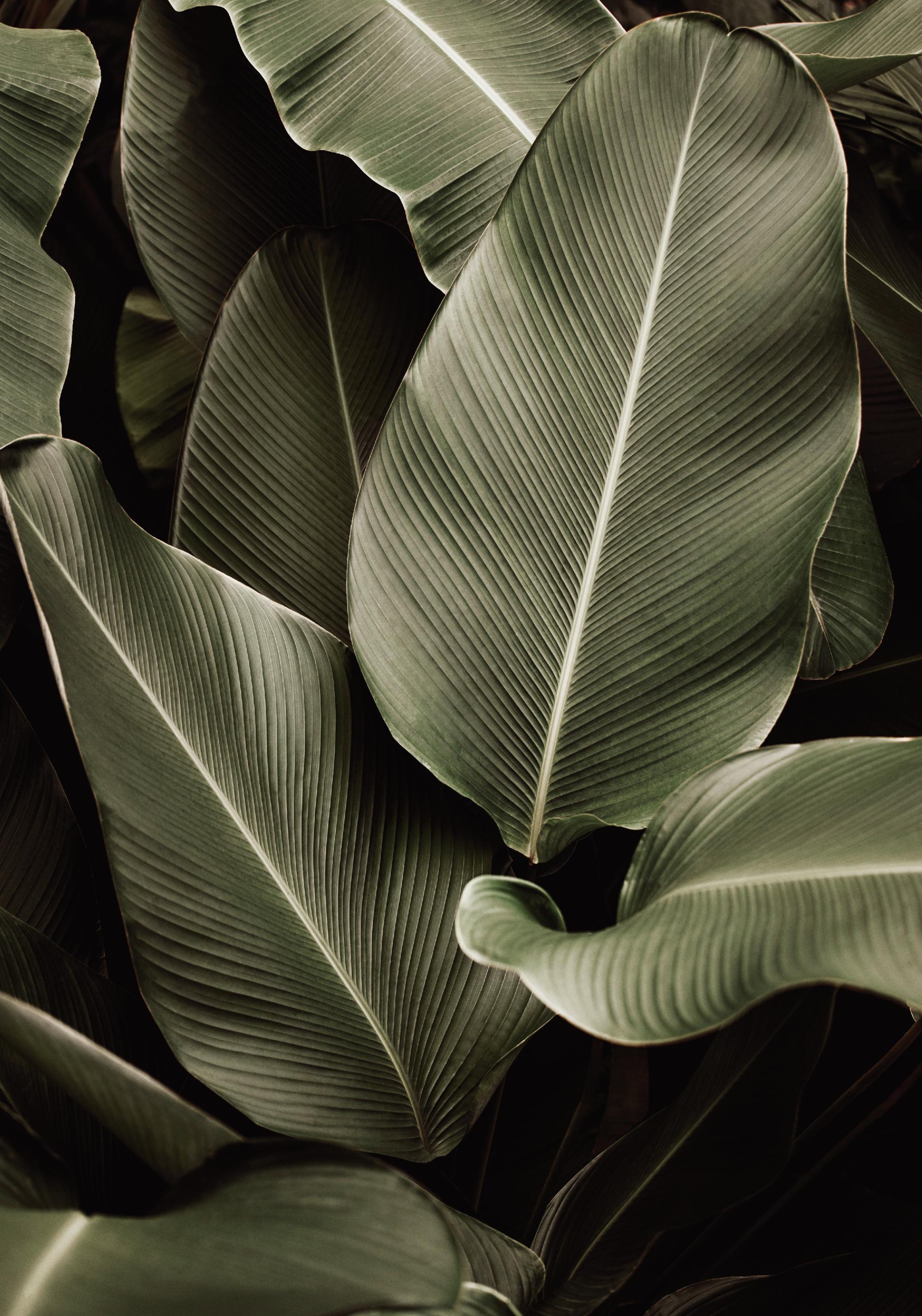 Green Symphony Print
