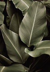 Green Symphony Print