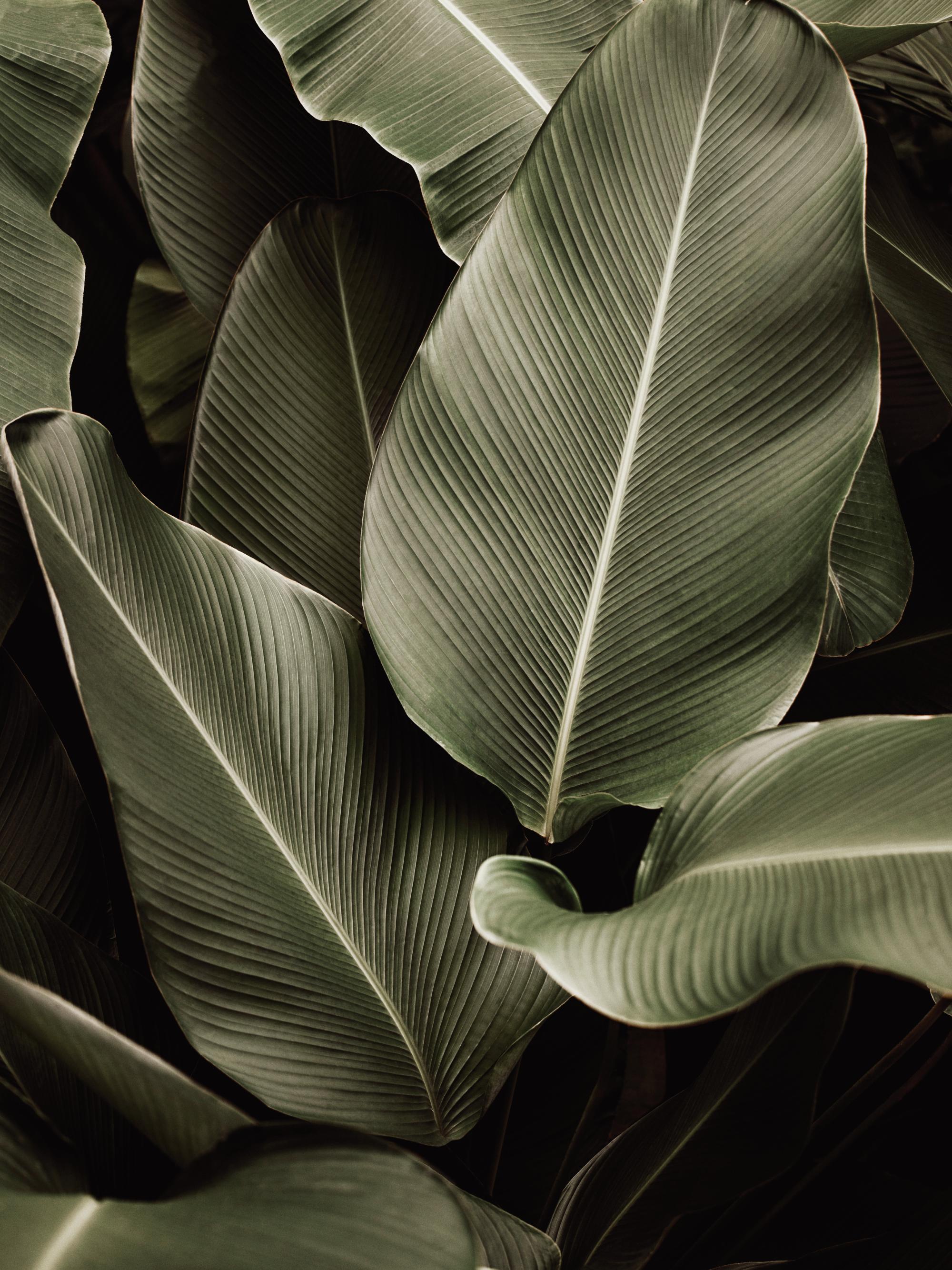 Green Symphony Print