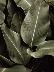 Green Symphony Print