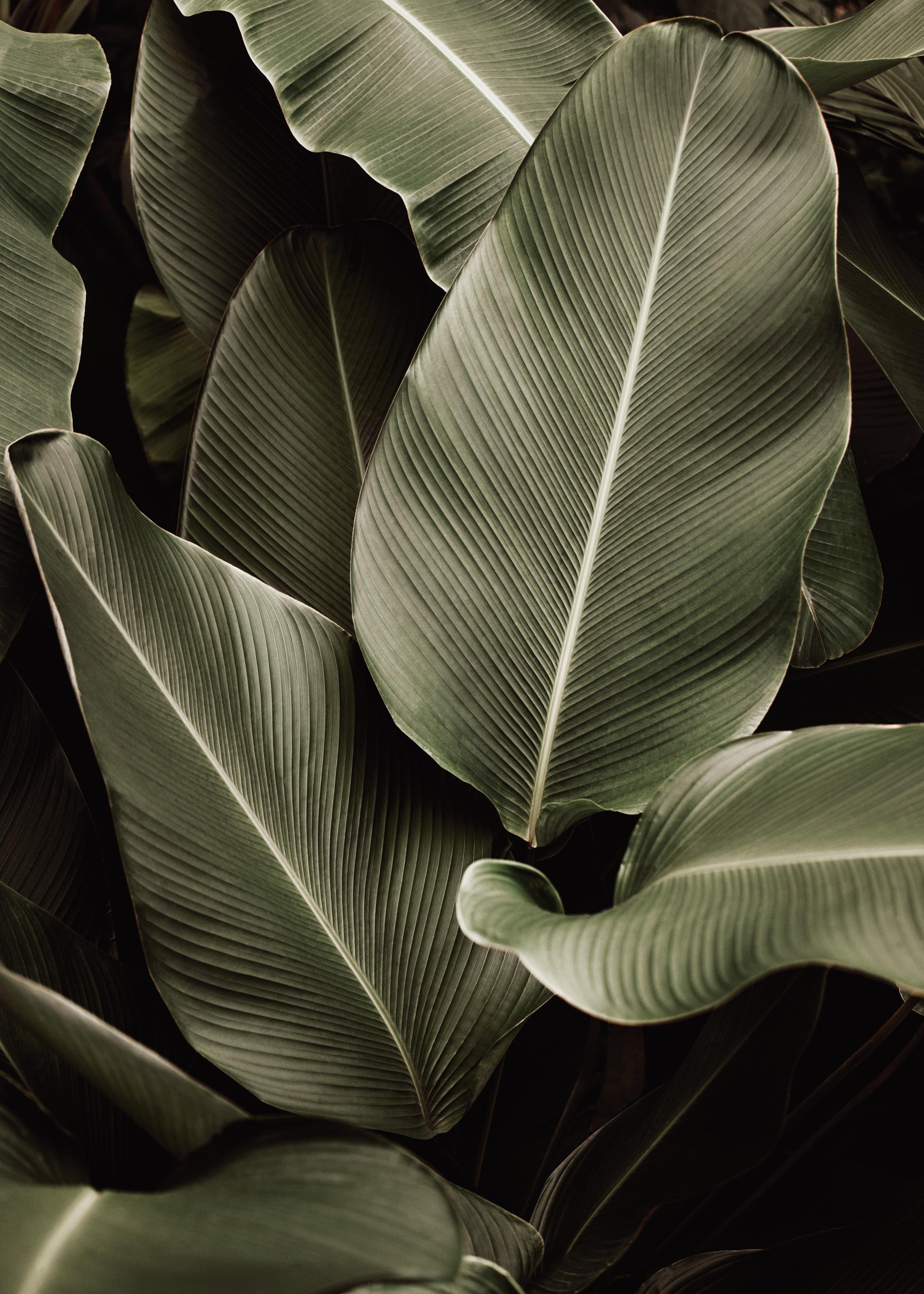 Green Symphony Print