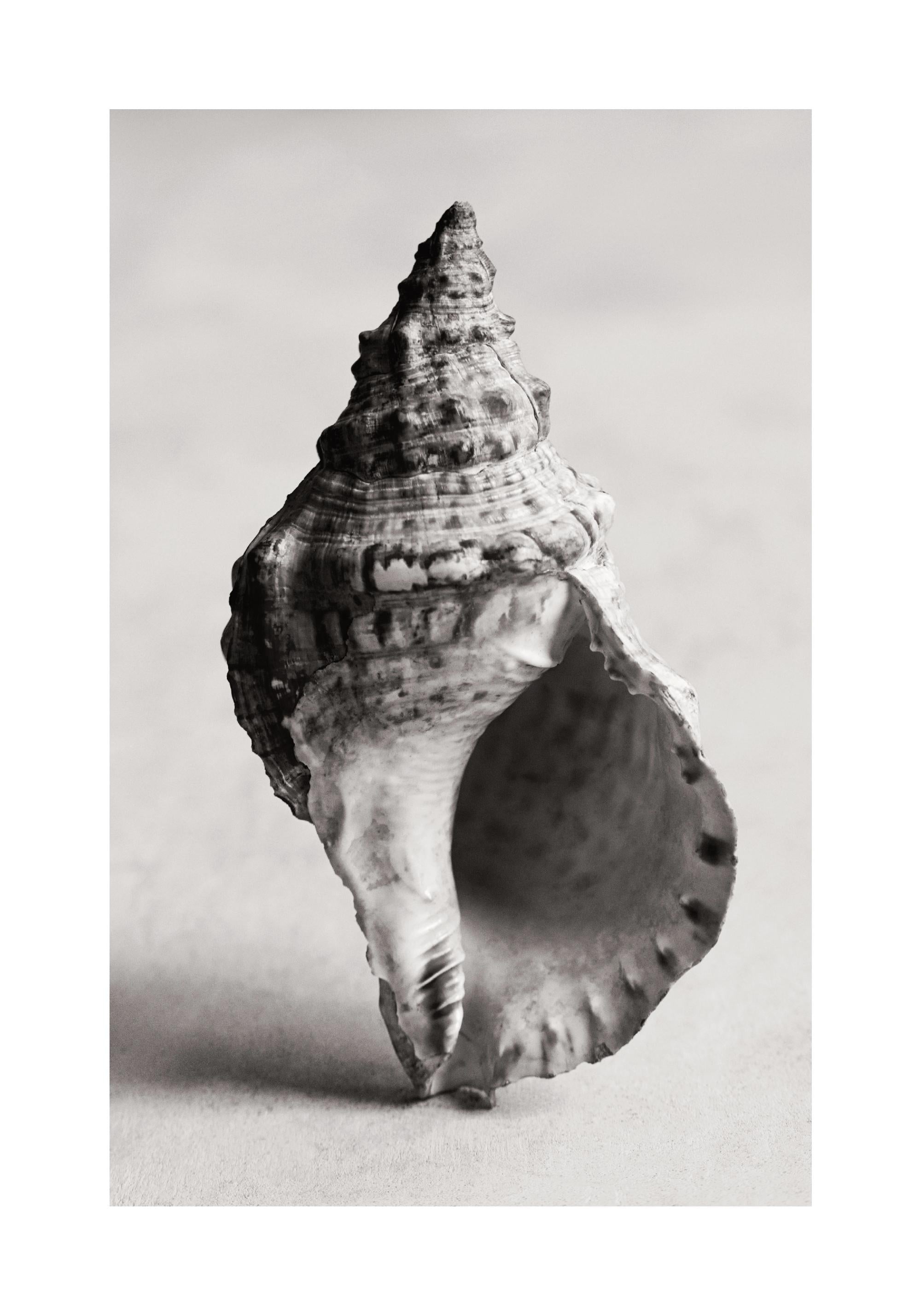 The Art of the Sea Print